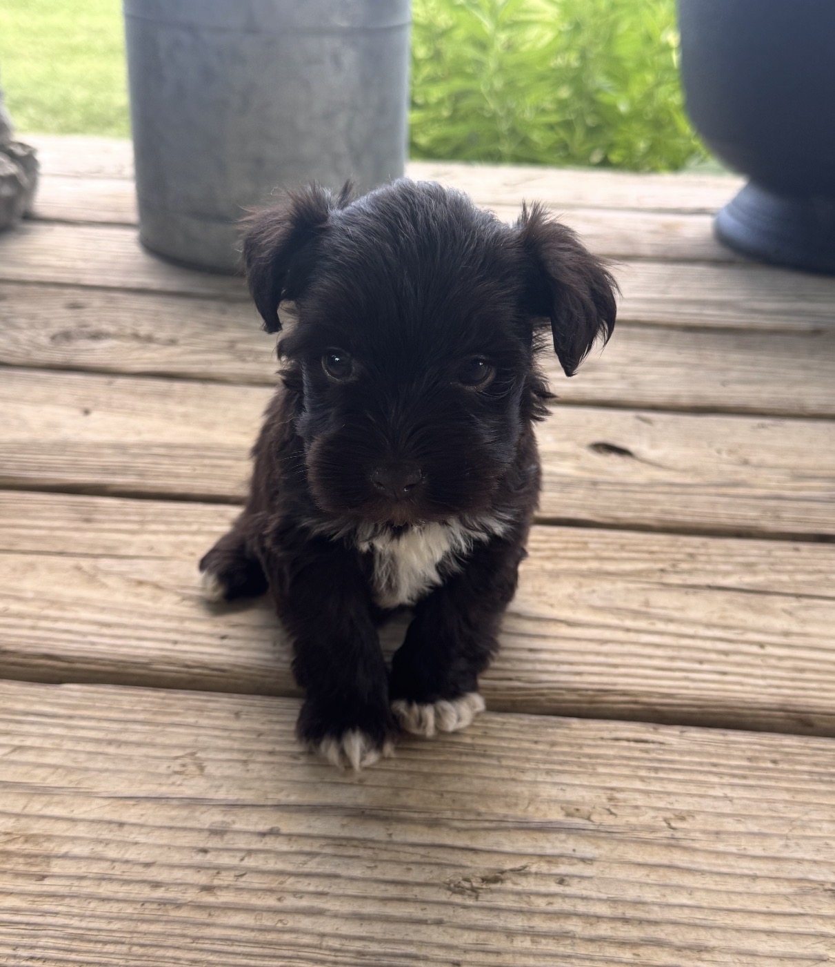 Mini Schnauzer — Miniature Schnauzer Female · Liver