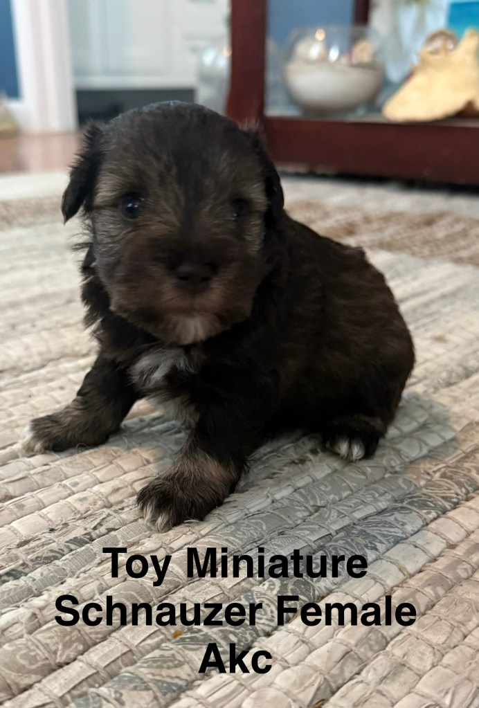 Toy Schnauzer puppy