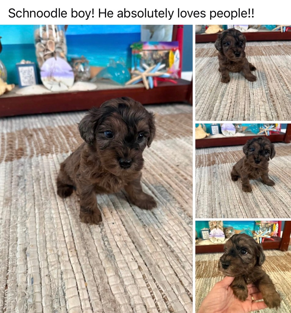 Schnoodle — Schnoodle Male · Merle