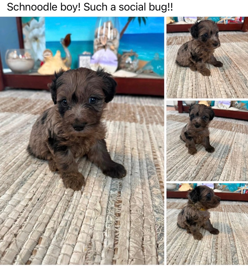 Schnoodle — Schnoodle Male · Merle