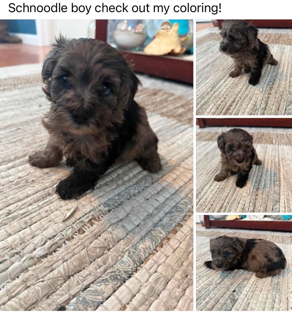 Schnoodle — Schnoodle Male · Merle