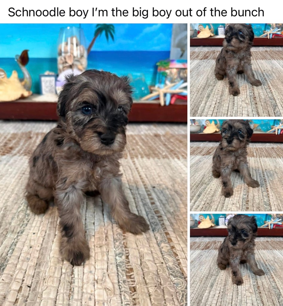Schnoodle — Schnoodle Male · Merle