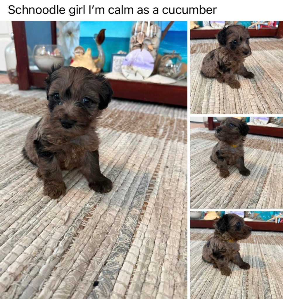Schnoodle — Schnoodle Female · Merle