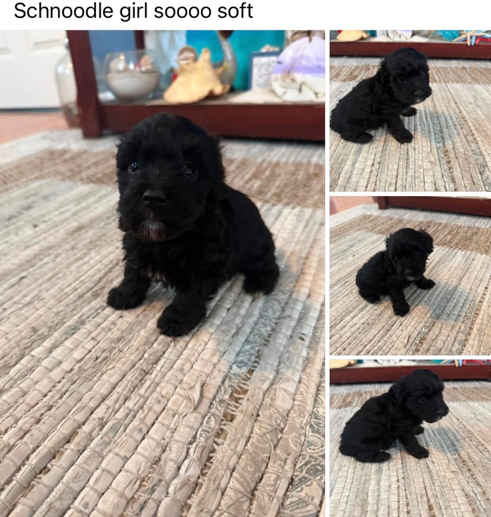 Schnoodle — Schnoodle Female · Black