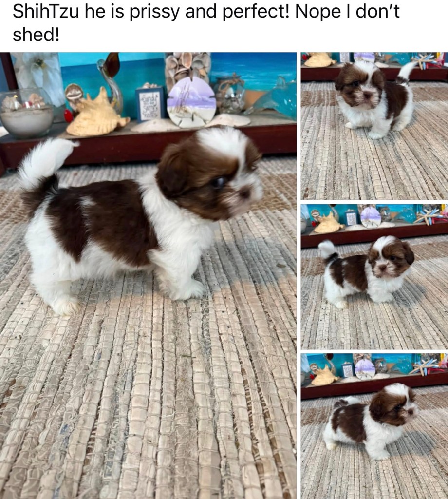 Shih Tzu — Shih Tzu Male