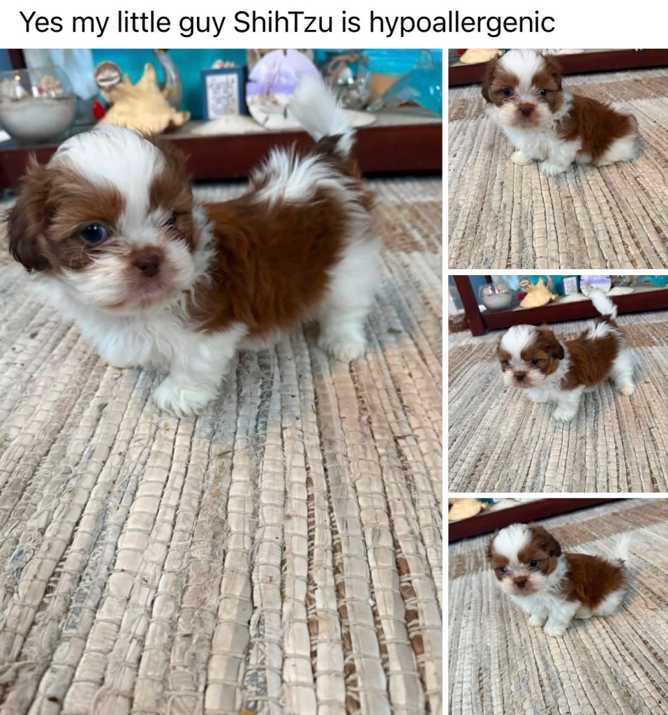 Shih Tzu — Shih Tzu Male