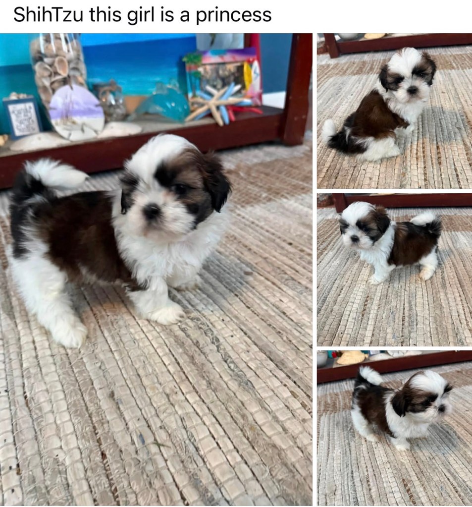 Shih Tzu — Shih Tzu Female