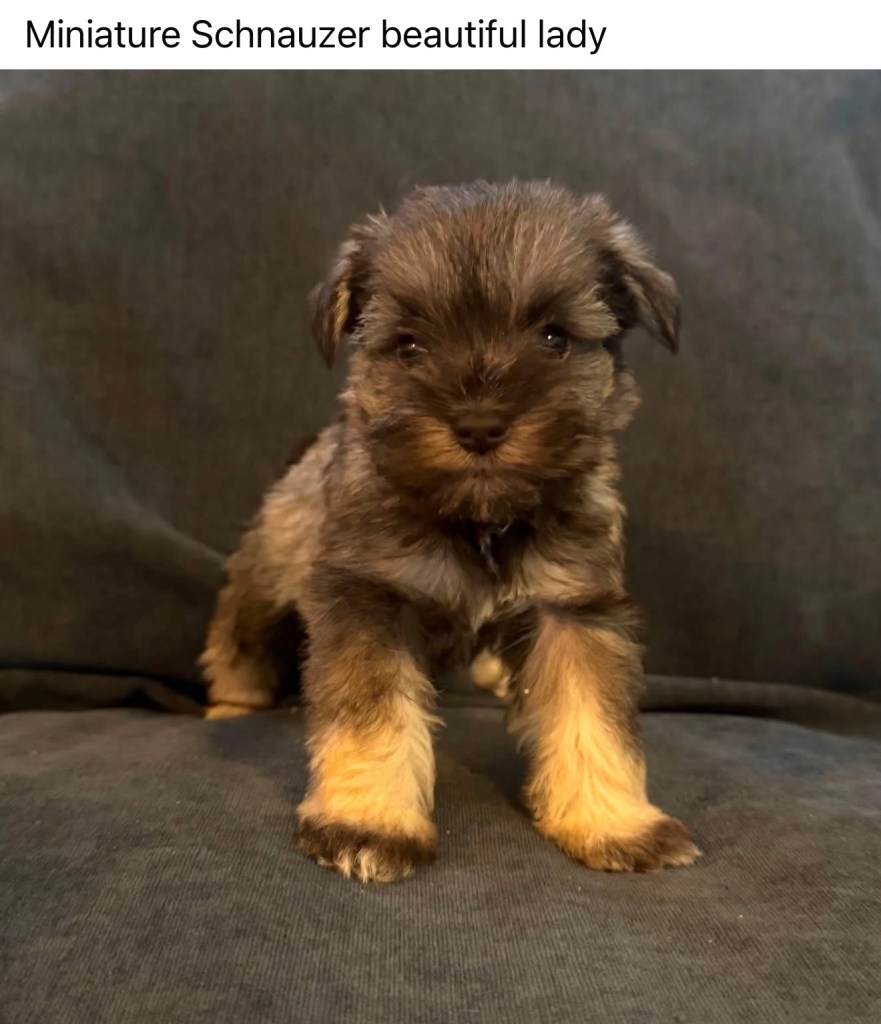 Mini Schnauzer — Miniature Schnauzer Female