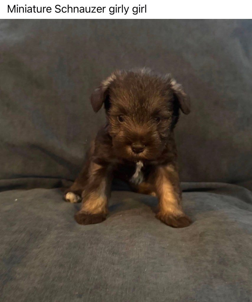 Mini Schnauzer — Miniature Schnauzer Female