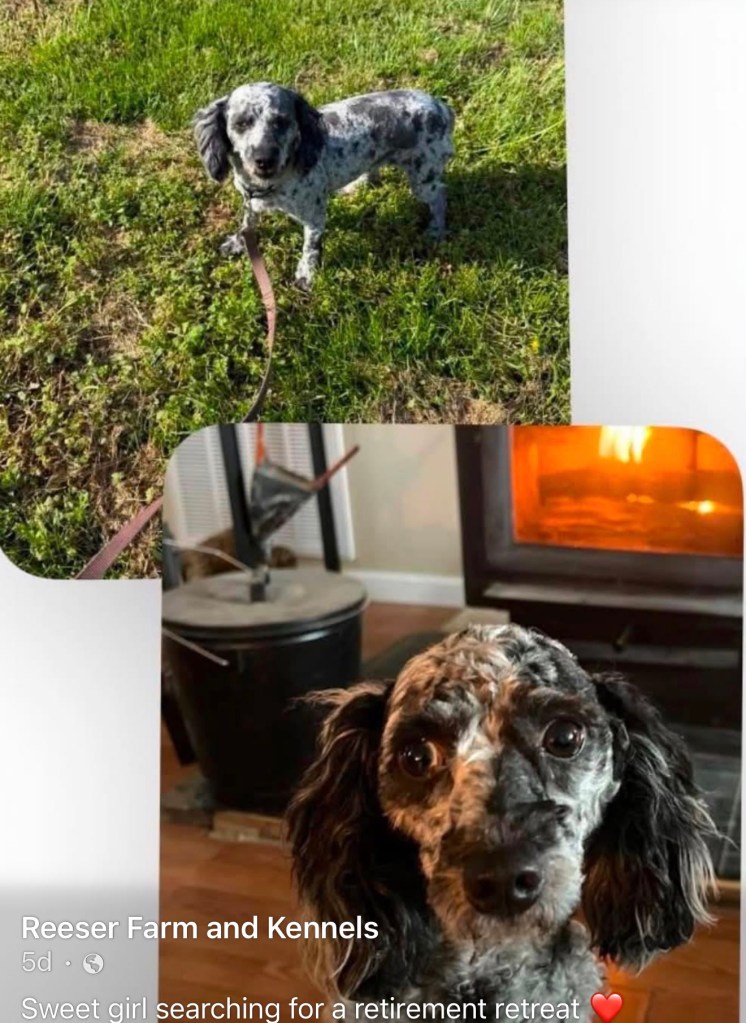 Mini Poodle — Miniature Poodle · Adult Female