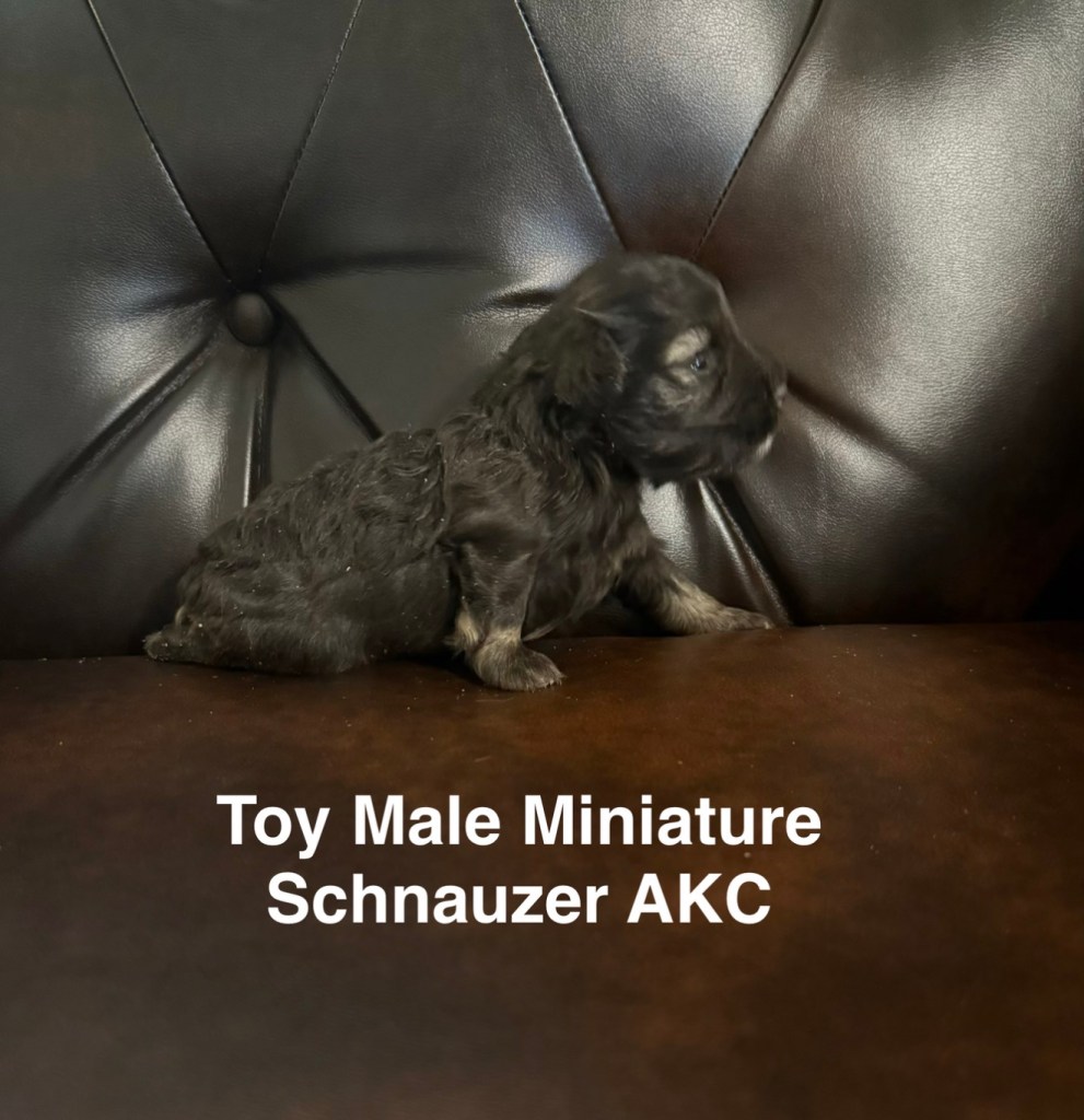 Toy Schnauzer puppy